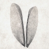 wing4