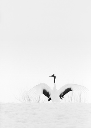 archangel-crane