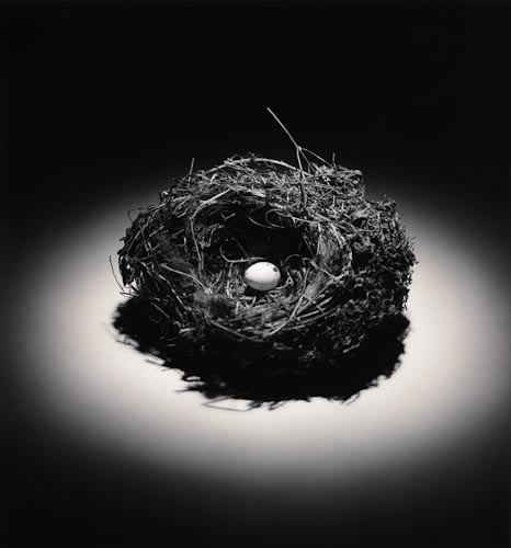 Olivia's Nest, 1999