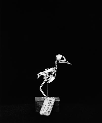 Portrait of a Young Bird, 1997