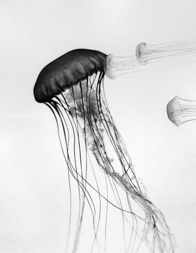 Jellyfish #4, 19092